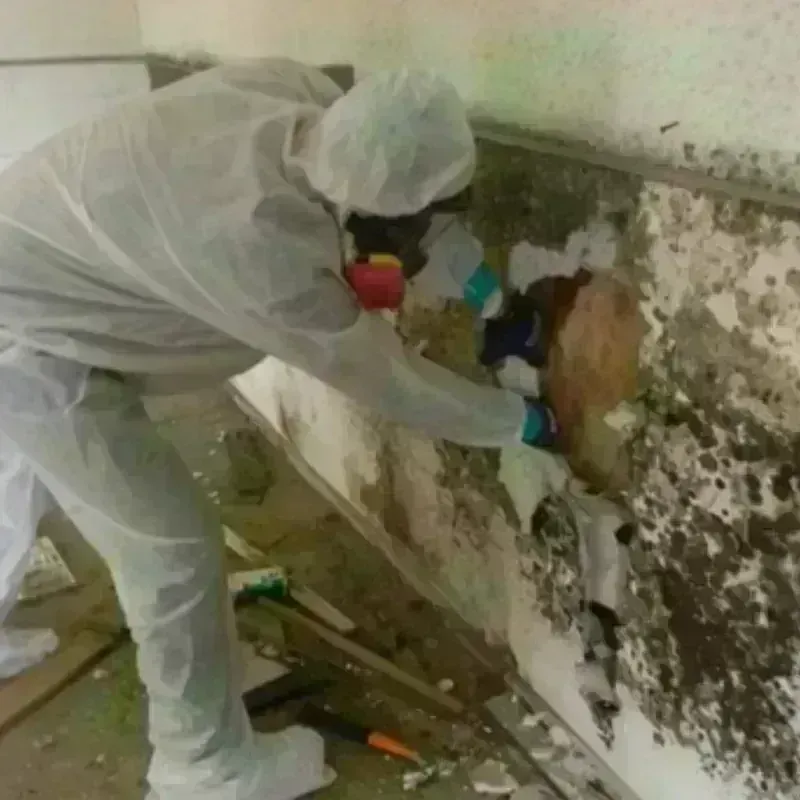 Mold Remediation and Removal in Haines City, FL